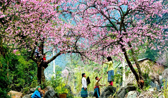 Sa Pa plantera 3.000 nouveaux cerisiers pour promouvoir le tourisme