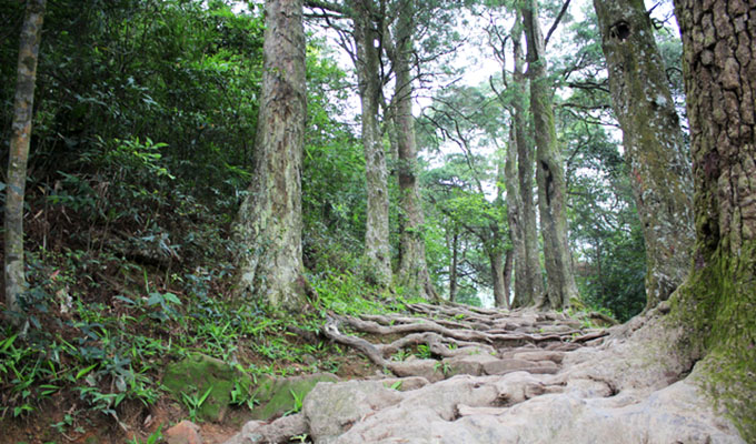 Bảo tồn 237 cây xích tùng cổ tại Quảng Ninh