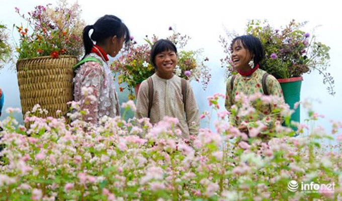 Lên Hà Giang, đừng quên đến 5 địa điểm ngắm hoa tam giác mạch đẹp nhất mùa này