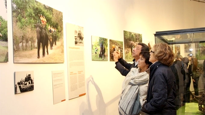Exhibition explores elephants’ role in life of Central Highlanders