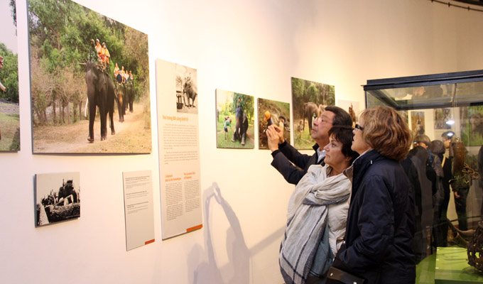 Les éléphants des Hauts Plateaux du Centre stars d’une exposition à Ha Noi