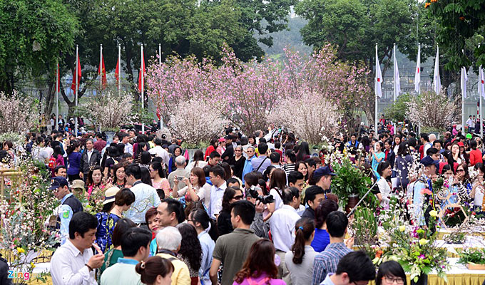 Japanese cherry flowers to be showcased in Ha Noi