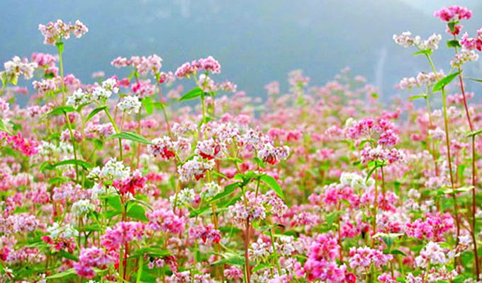 Lào Cai: Bắc Hà sẽ trồng 10 ha hoa Tam giác mạch để phục vụ du lịch