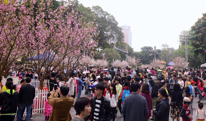 Ha Noi to exhibit 12,000 cherry blossom branches
