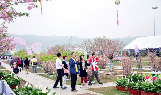 Cherry-yellow apricot blossom festival to open in Quang Ninh 