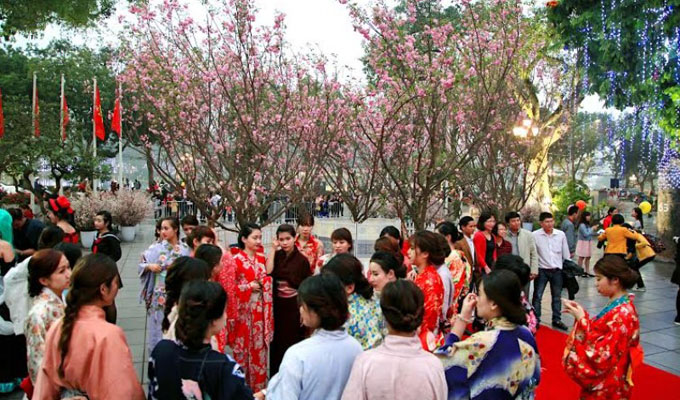 Ha Noi organisera la fête des cerisiers en fleur en mars 2018