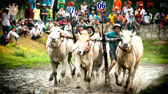 Ox racing festival in An Giang kicks off