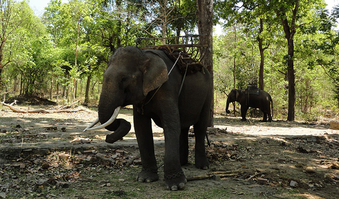 Tour du lịch thân thiện với voi của Việt Nam lên báo Anh