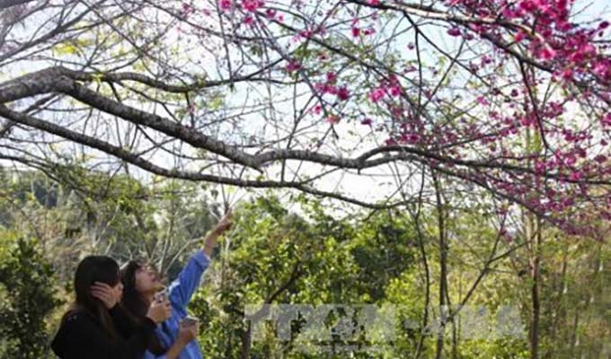 Cherry blossom festival to return to Pa Khoang, Dien Bien