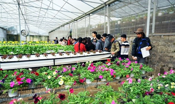 Trải nghiệm du lịch nông nghiệp trong “chiếc hộp xanh” ở Đà Lạt