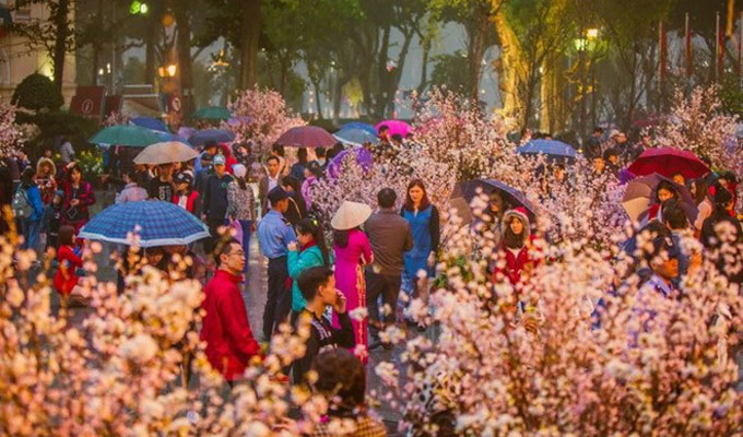 Cherry blossom festival to take place in Ha Noi in March