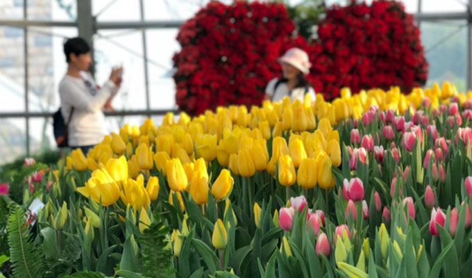 Tulip flower festival to open in Nha Trang