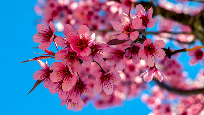 Bientôt un festival des fleurs de prunus cerasoides de Dà Lat