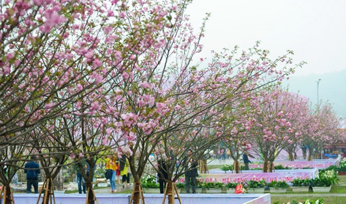 Fête des fleurs de cerisiers 2018 à Ha Noi