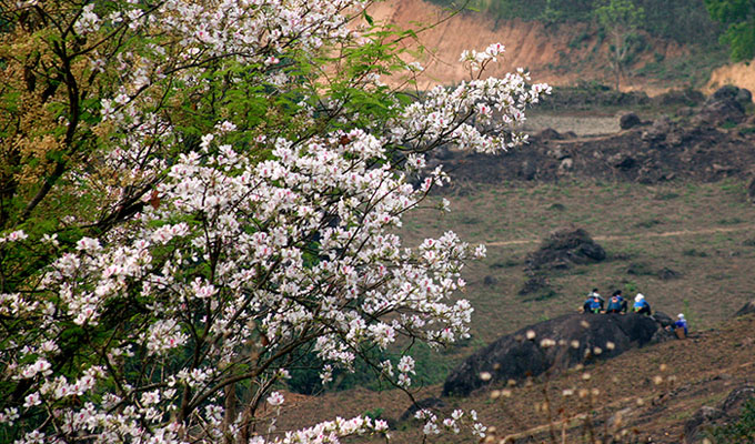 Lễ hội hoa ban Điện Biên – nơi tôn vinh vẻ đẹp của loài hoa đặc trưng vùng Tây Bắc