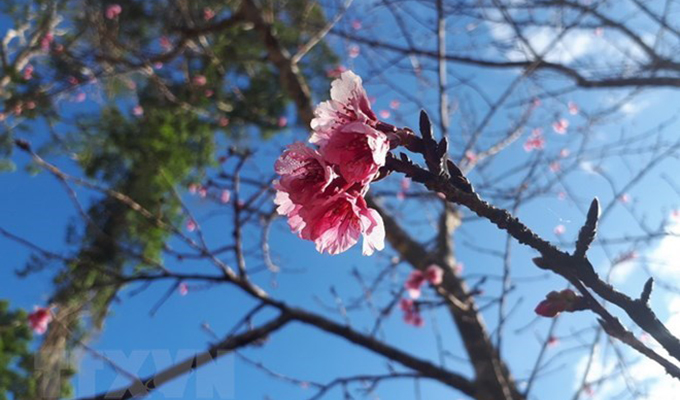200 Japanese cherry trees planted in Bac Ninh Province