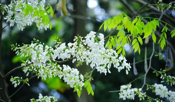 Ha Noi: la beauté des fleurs du mois de mars