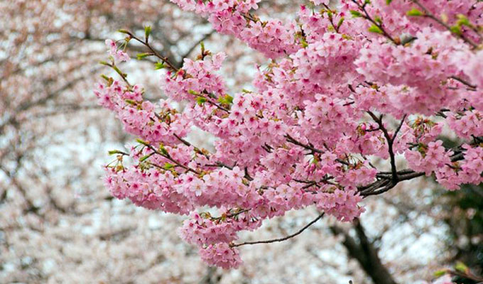 Environ 7.000 branches de cerisier japonais seront exposées à Hai Phong