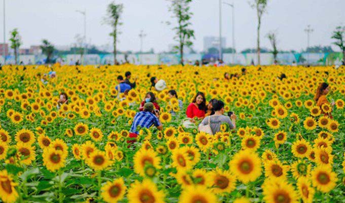 Brilliant field of sunflowers in Sai Gon