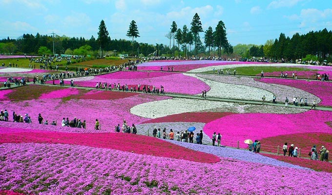 Những mùa hoa lung linh tại Nhật Hàn Đài