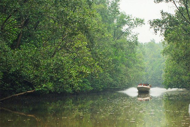 Crossing mangrove forest in the southernmost province of Ca Mau