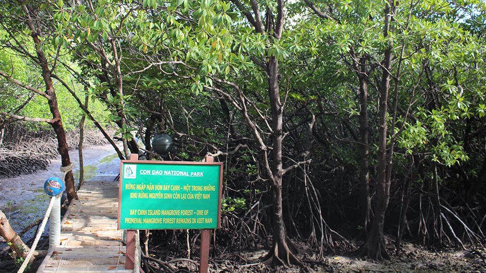 Bà Rịa - Vũng Tàu: Cho thuê hơn 888ha rừng để phát triển du lịch sinh thái