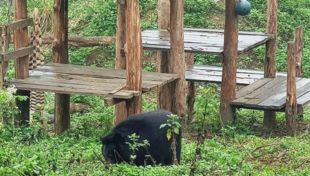 Ninh Binh bear sanctuary attractive to foreign tourists