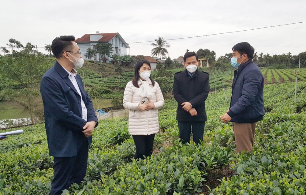 Thai Nguyen Province: Inspection on community tourism site associated with tea culture in Tan Cuong Commune