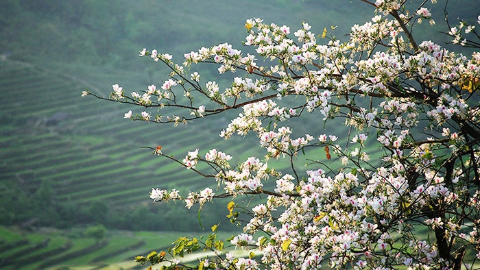 The beauty of the land of hoa ban (Bauhinia Flower)