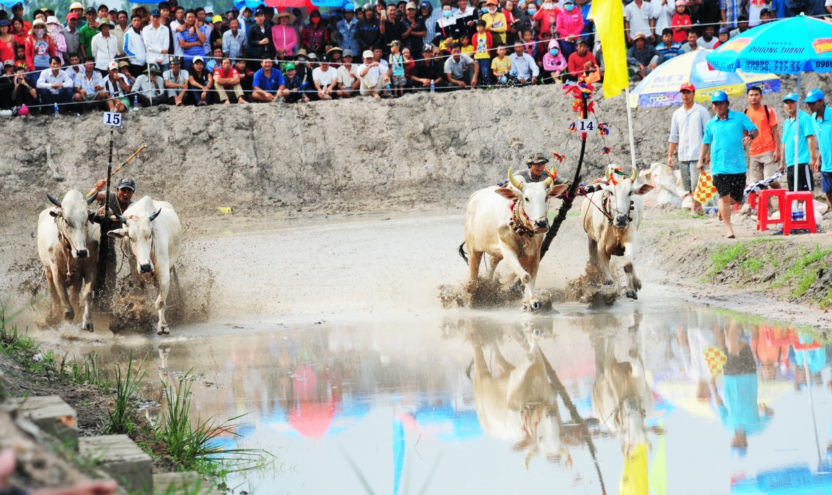 Người dân An Giang háo hức chờ đợi ''Lễ hội đua bò Bảy Núi'' vùng đồng bào Khmer