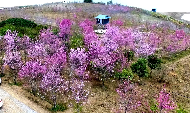 Enjoy cherry blossom in Dien Bien in New Year 2024