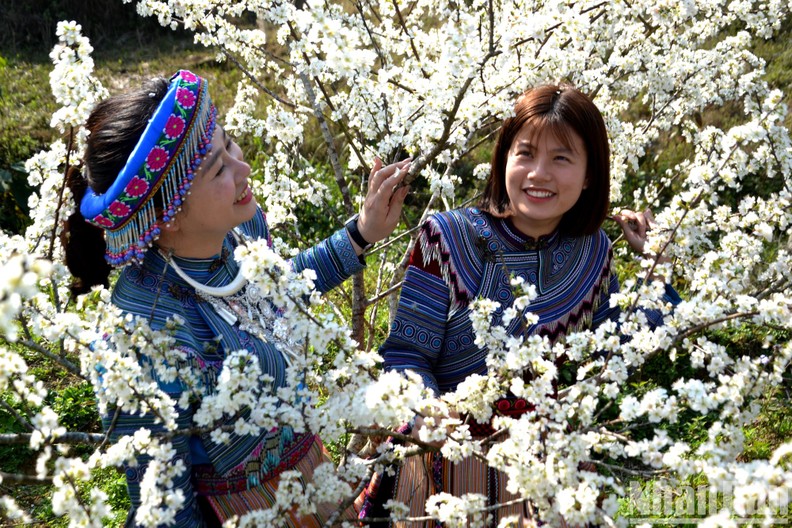 White plum blossom season in Bac Ha Plateau