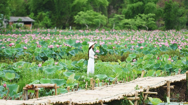 Quang Nam: Coming to Duy Son mountainous commune during lotus season