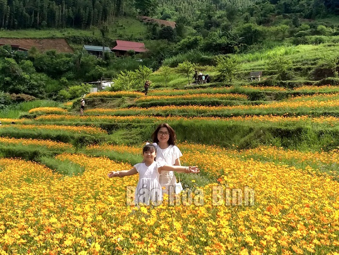 Hòa Bình: Cánh đồng hoa xóm Mừng thu hút khách du lịch