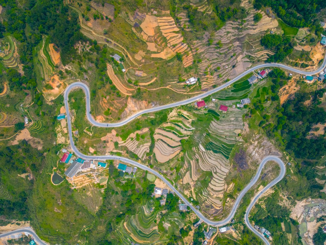 Green tea in Hoang Su Phi (Ha Giang)