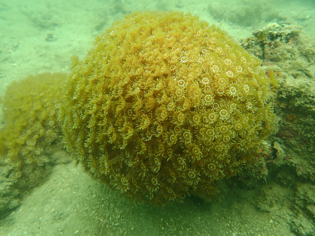 A beautiful world on Quang Ninh’s seabed