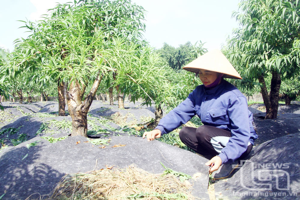 Hướng đi mới trong phát triển làng nghề ở Thái Nguyên