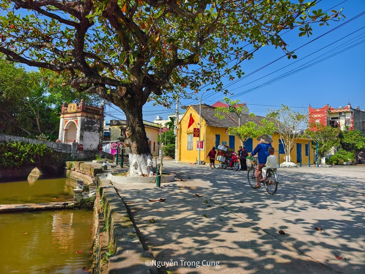 800-year-old bodhi tree and timeless charm of Dich Diep Village