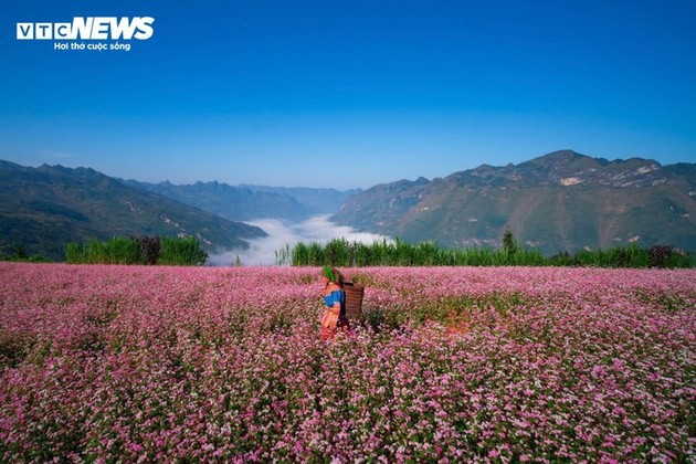 Ha Giang grassland beautiful in buckwheat flower season