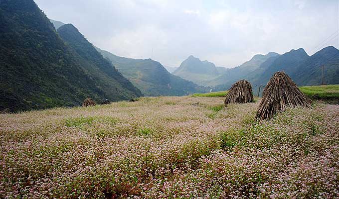 Buckwheat flowers brighten northwest rock plateau