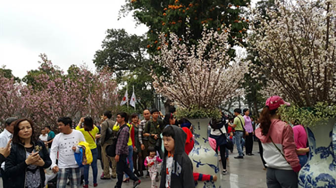 Ha Noi va fêter les cerisiers en fleurs