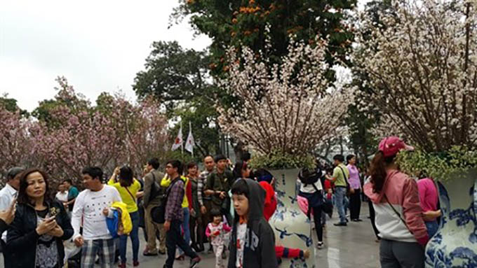 Hô Chi Minh-Ville va fêter les cerisiers en fleurs