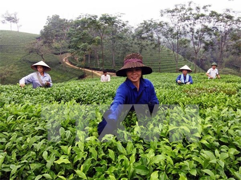 Le parfum du thé des hauts plateaux de Lâm Dông