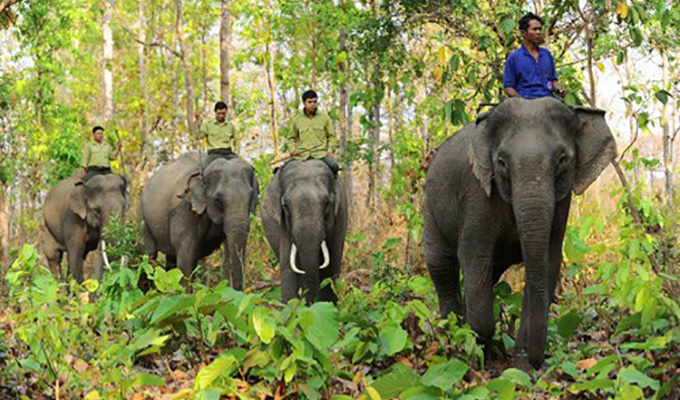 Bientôt la Semaine de la conservation des éléphants à Quang Nam
