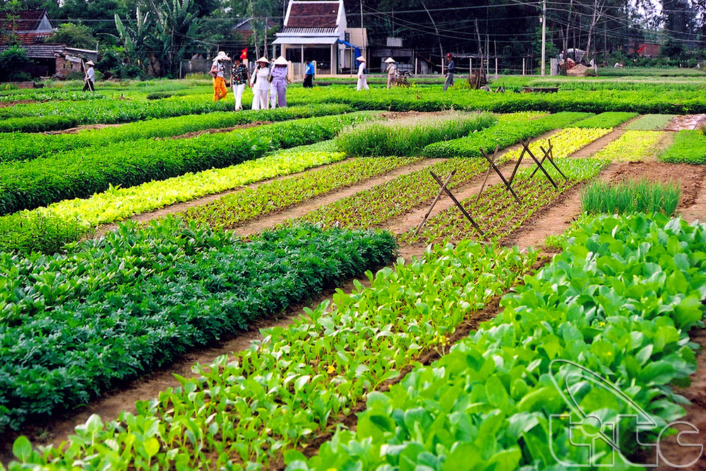 Hoi An festival promotes farm produce and craft