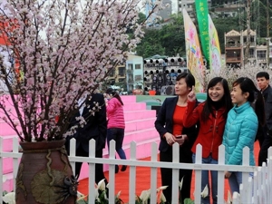 Ouverture de la fête des cerisiers en fleurs à Quang Ninh