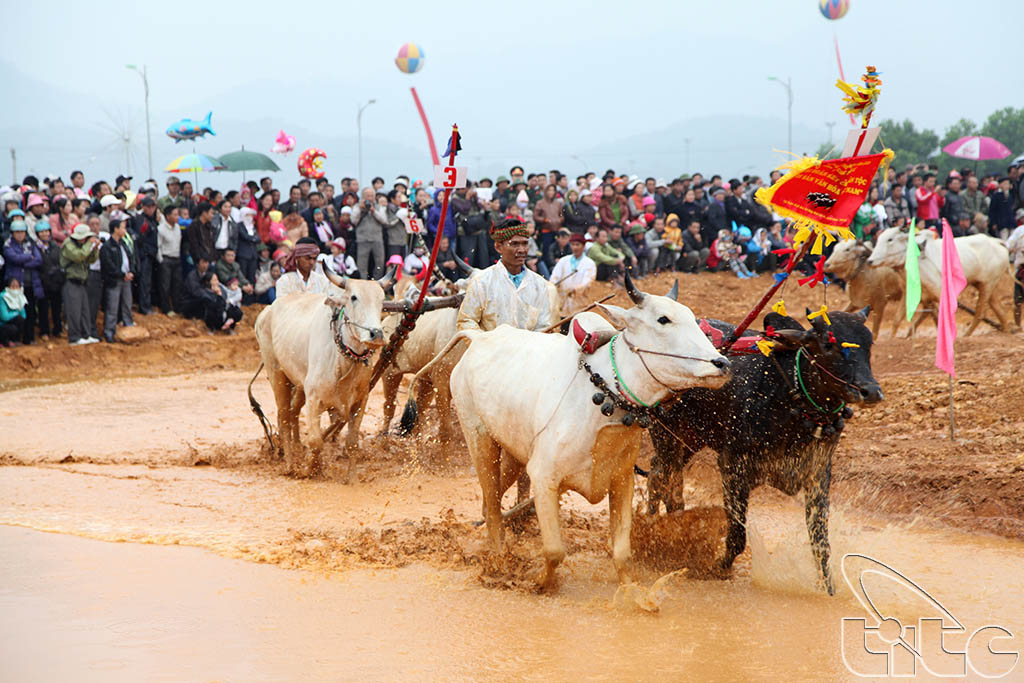 Tái hiện lễ hội đua bò Bảy Núi (An Giang) tại Làng VHDL các dân tộc Việt Nam