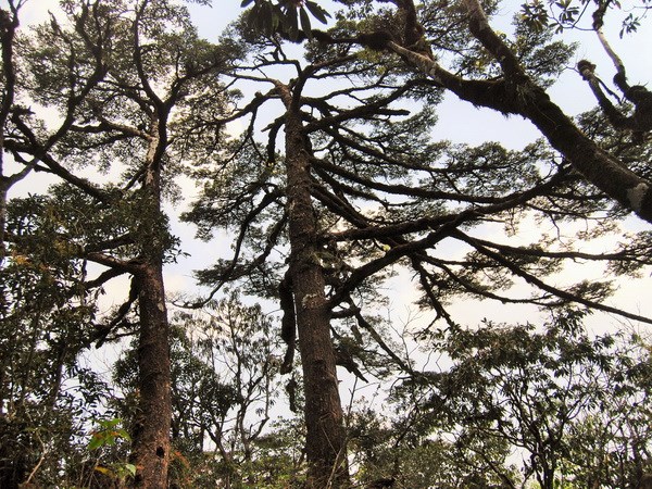 Two trees in Hoang Lien National Park recognized as heritage trees