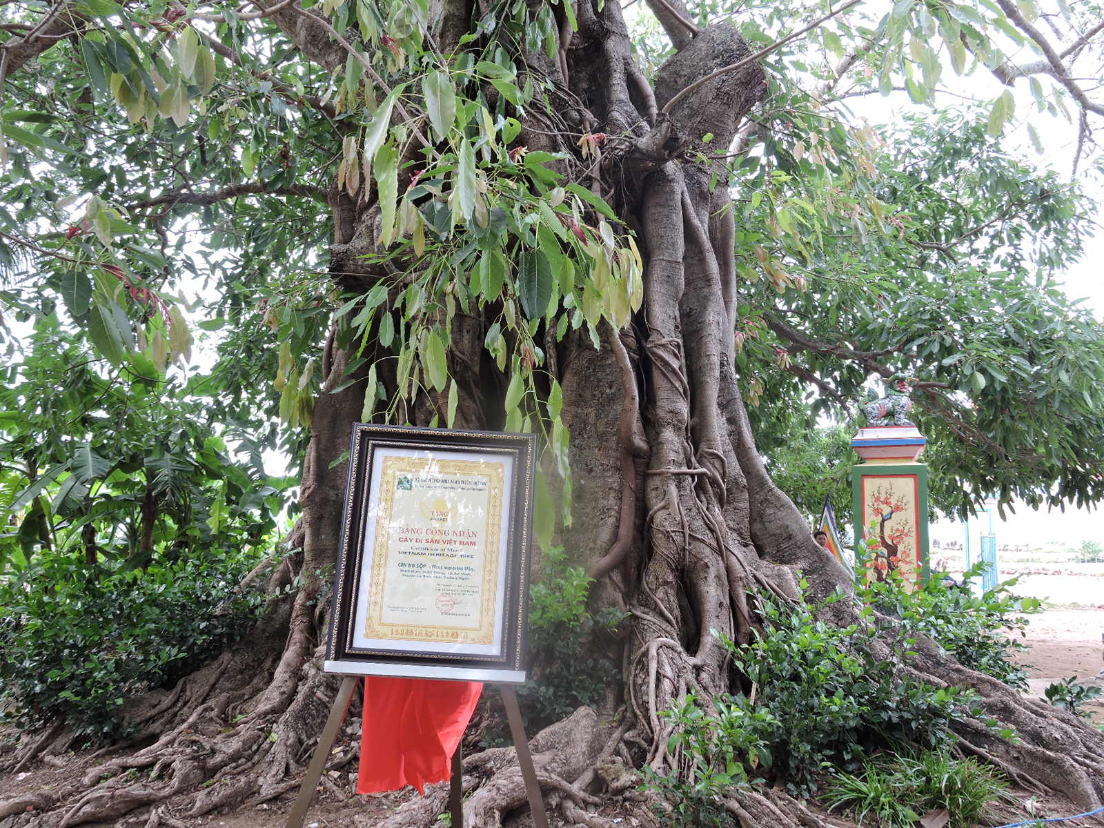 À Quang Ngai, deux banians reconnus "Arbres du patrimone du Vietnam"