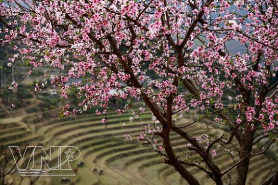 Lao Cai to ready for “North-West’s Spring” Festival